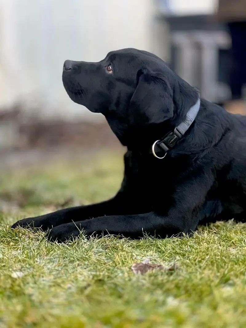 Top Labrador Deckrüde, Träger von Braun und rez.redfox/Gelb. – štěně Labrador Retriever – Foto 3