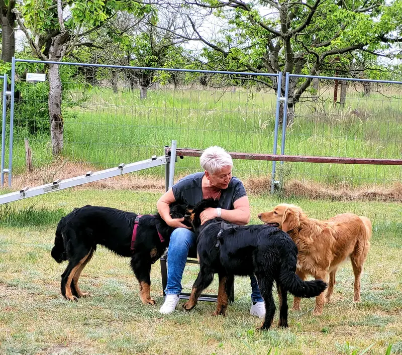 Hovawarte von Doberow – Hovawart – Foto 2