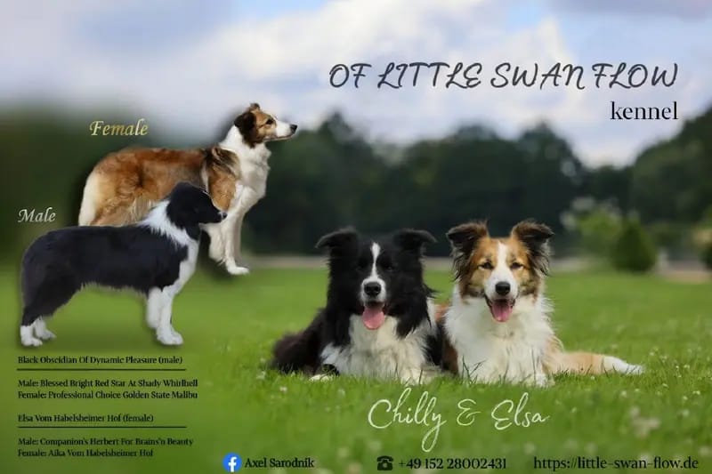 Rüde 1 – Border Collie幼犬 – 图片 4