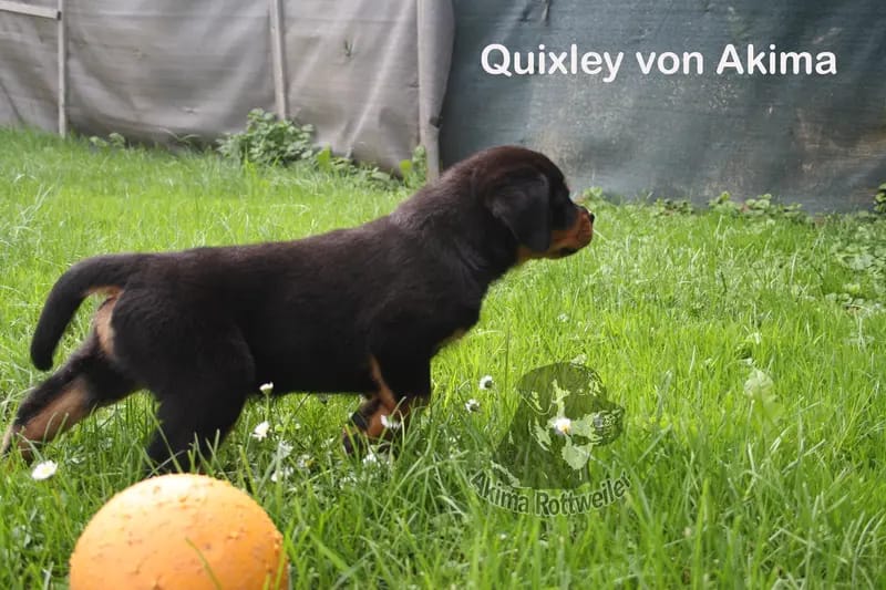 Quixley von Akima gallery image 2