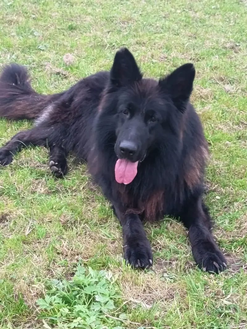 Altdeutscher Schäferhund-Deckrüde gallery image 4