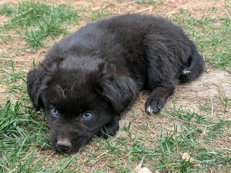 Ja – Australian Shepherd Welpe – Bild 2