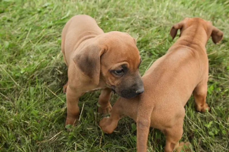 Kennel: RRR of Mombasa1 Reinrassige-Rhodesian-Ridgeback.Farm gallery image 4