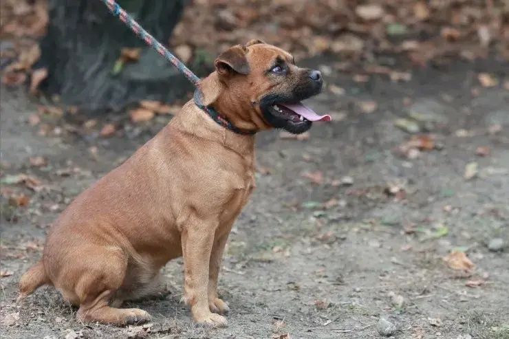 Fritzi – Mischling (Border Terrier x Fz Bulldogge?) – Billede 4
