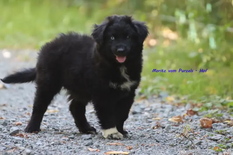 Moritz – جرو Australian Shepherd – صورة 3