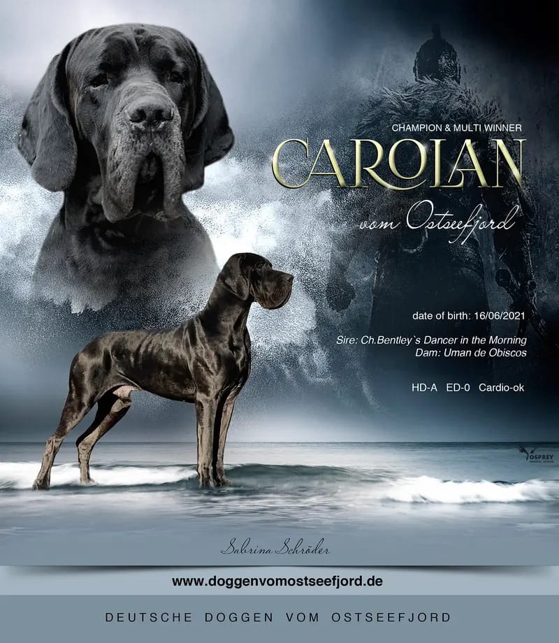 Carolan vom Ostseefjord gallery image 2