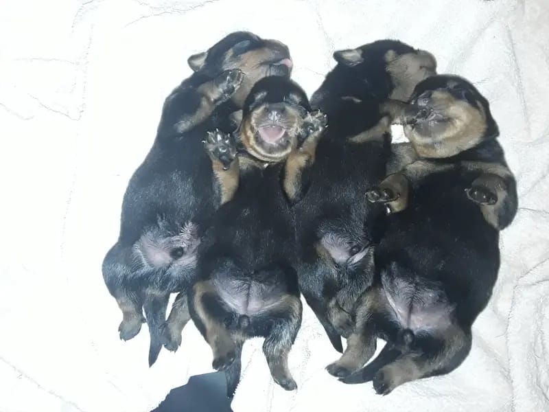 Rottweiler von Akima gallery image 4