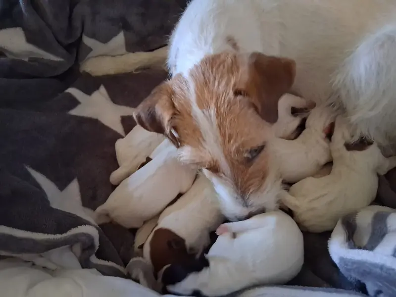 Parson Russell Terrier Zucht vom Belfinshof – Parson Russell Terrier – Photo 3