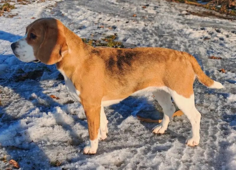 Wurfankündigung BEAGLE gallery image 4
