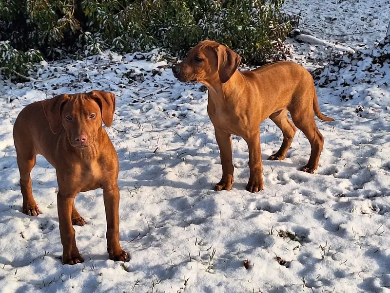 Heart of Hannes – Cucciolo di Rhodesian Ridgeback – Foto 2