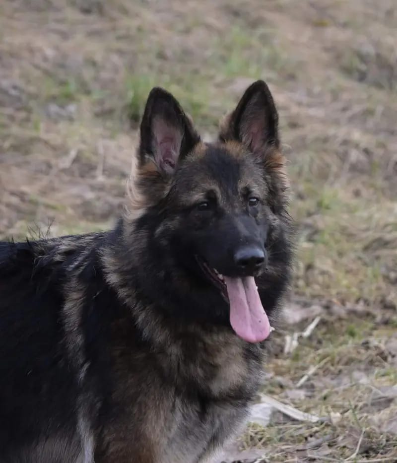Morena aus dem Waldquellental IRHZV gallery image 3
