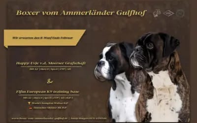 Happy-Evje von der Moerser Grafschaft – Deutscher Boxer – Fotoğraf 2