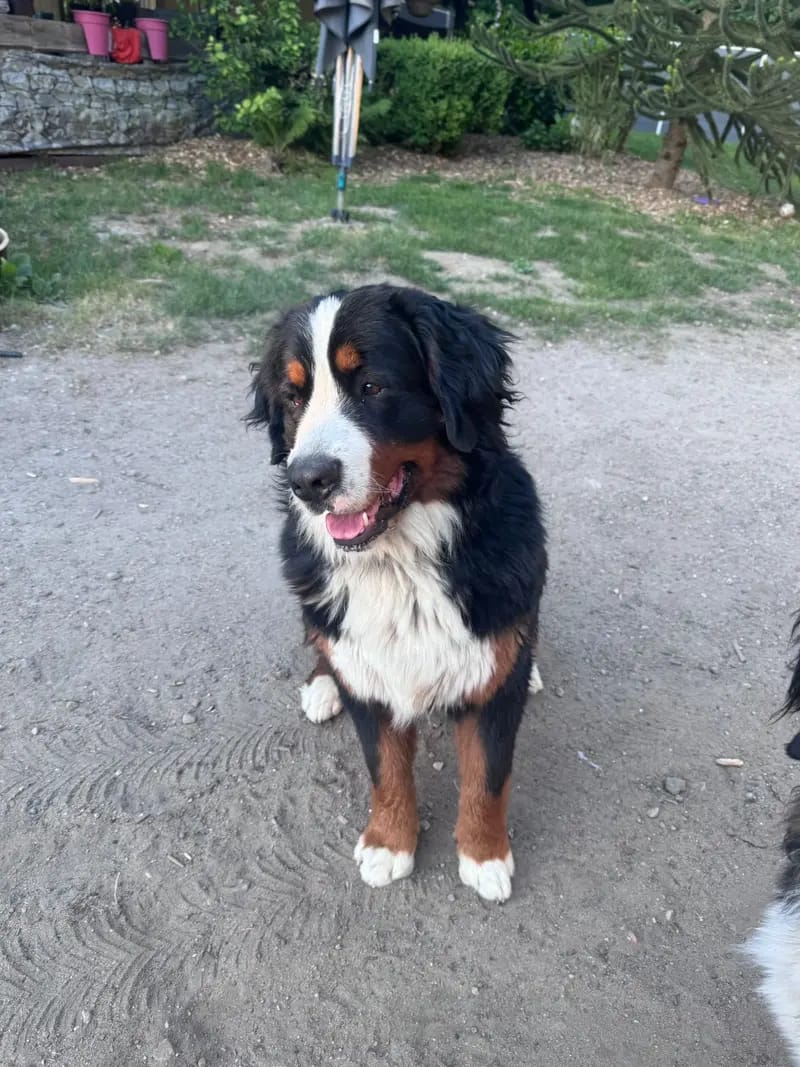 Bernersennenhunde vom Schimmerhof gallery image 2