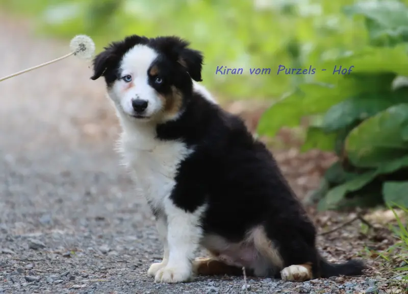 Kiran – štěně Australian Shepherd – Foto 2