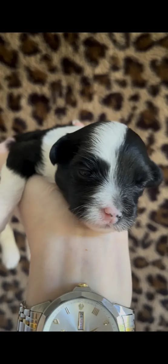 *Bezaubernde Chinese Crested Powderpuff Welpen ~choco ~black * – щенок Chinese Crested Dog – Фото 3