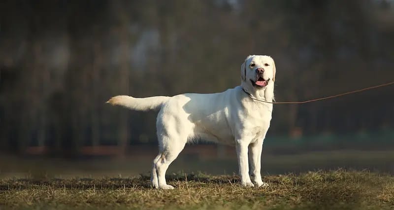 PLAY MOR (FCI) HOT EXPECTATIONS – Labrador Retriever – Zdjęcie 3