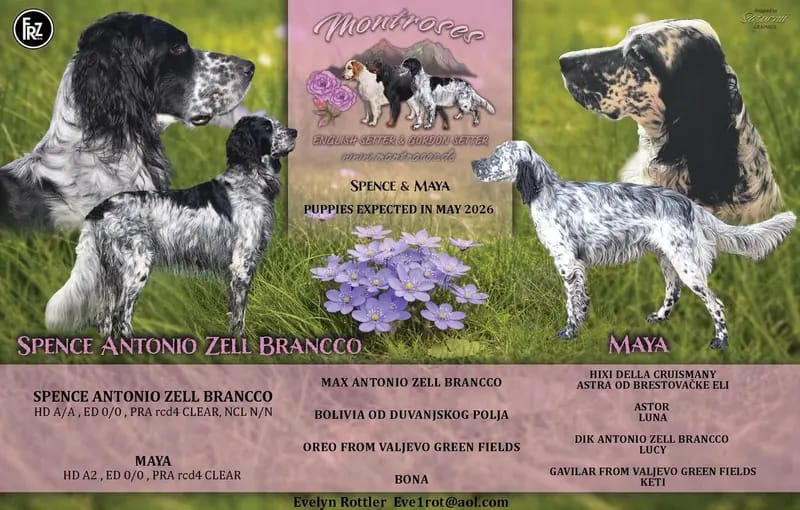 Wunderschöne English setter Welpen mit Stammbaum gallery image 4