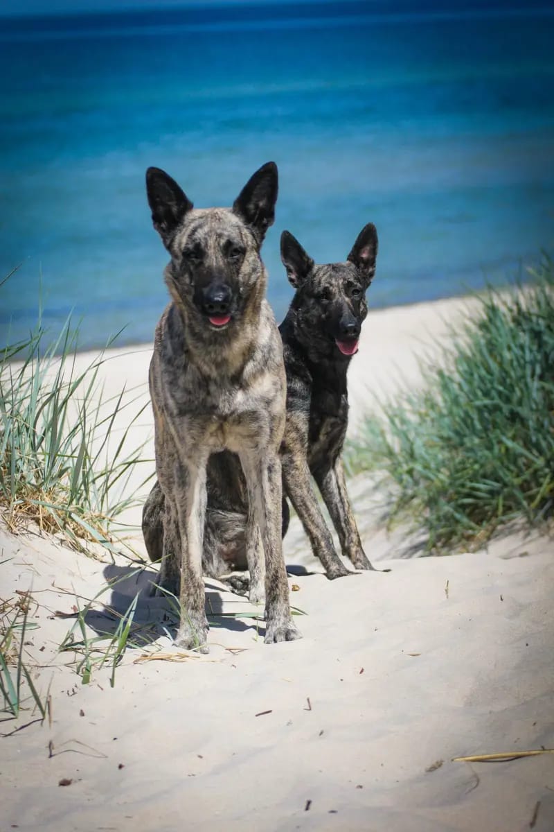 Holländische Schäferhunde od Zlaté Sovy gallery image 2