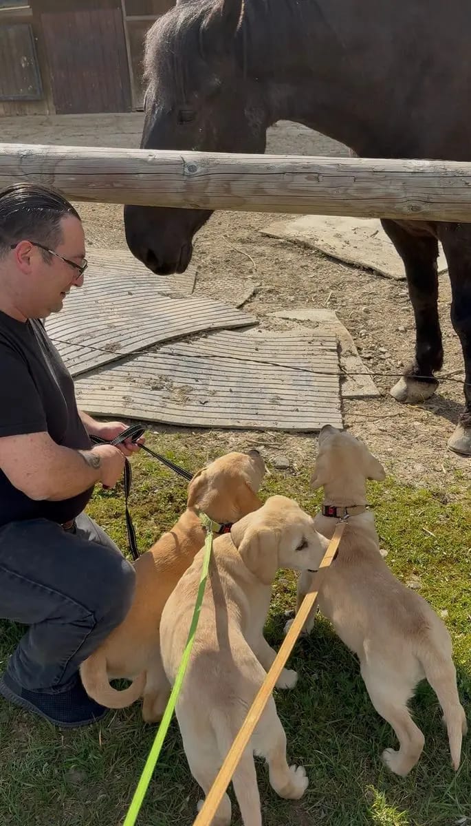 Wunderschöne reinrassige Labrador Welpen (Rüden) mit Ahnenpass suchen ab sofort liebevolles Zuhause gallery image 2