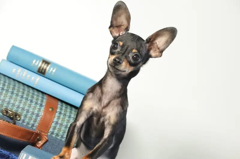 Hundezucht "von Toy-Hit" – Russkiy Toy (Russischer Toy) – Foto 4
