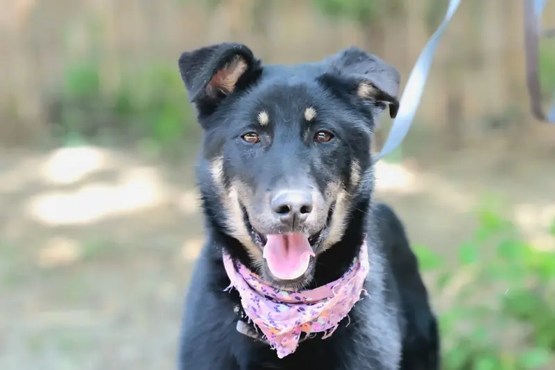 Lana – Schäferhund-Mix – Photo 2