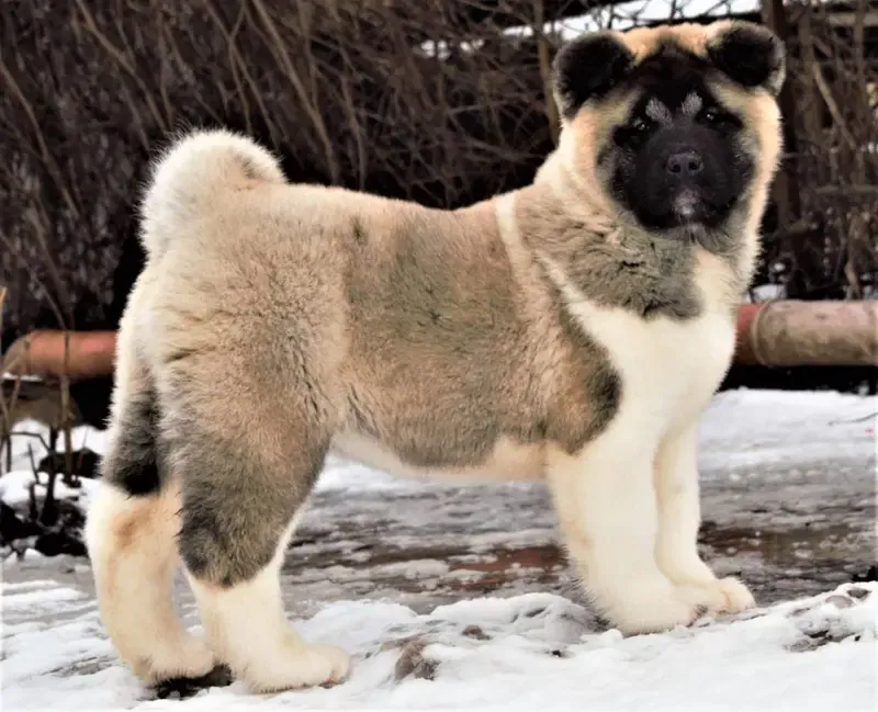 Akina Aiko Shelduch Akita River  gallery image 2