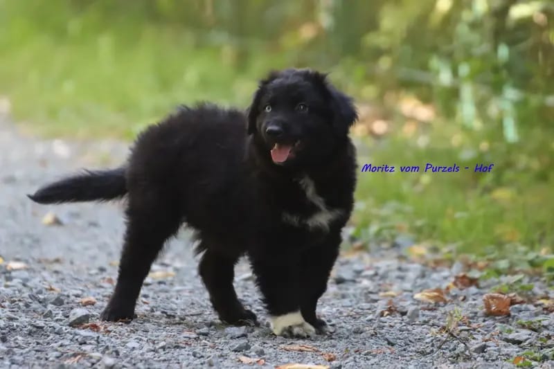 Moritz – جرو Australian Shepherd – صورة 2