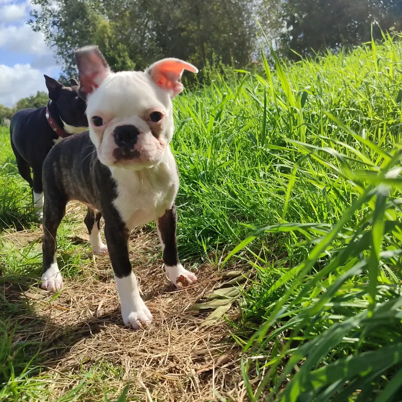 Ash – Boston Terrier幼犬 – 图片 2