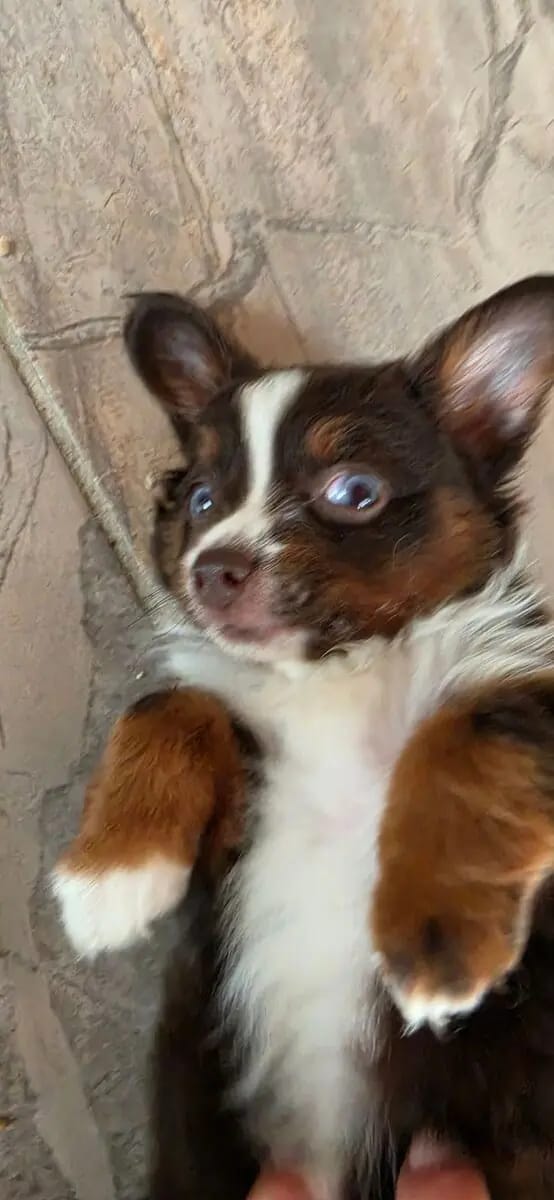 Toy Australian Shepherd auf herzens suche – جرو Australian Shepherd – صورة 2