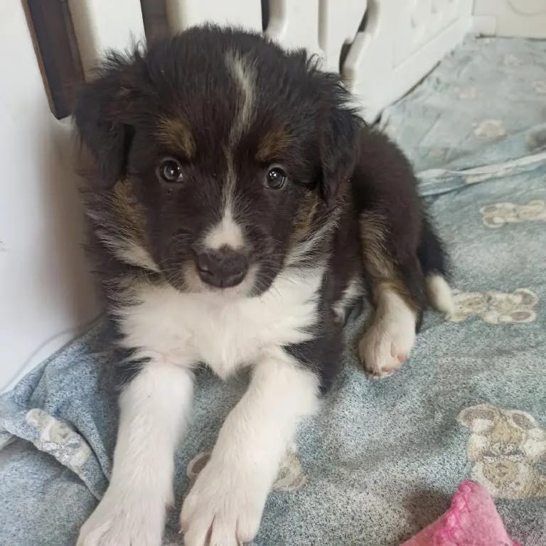 Rüde 1 – Border Collie幼犬 – 图片 3