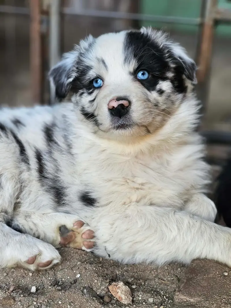 Freckles Elsie of the Hillbillies – štěně Australian Shepherd – Foto 4