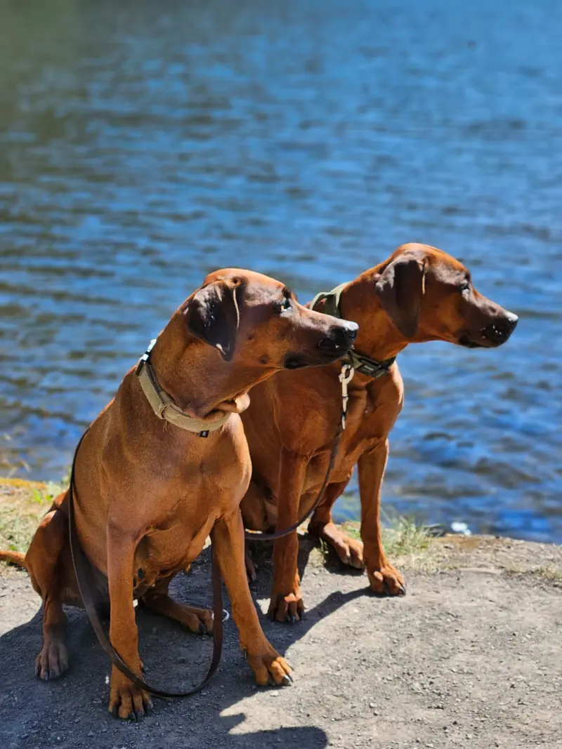 Ashura of Free Spirit – Rhodesian Ridgeback – Фото 3