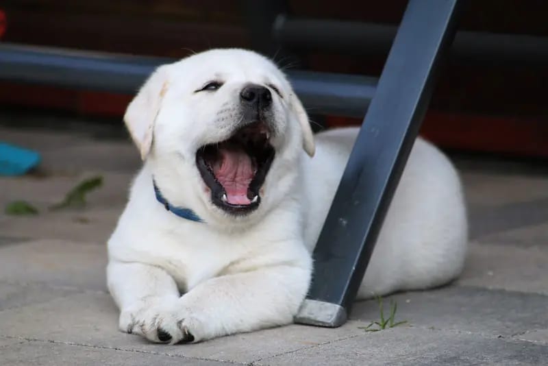 Weiße typvolle Labrador Retriever Welpen mit Ahnentafel v. Multichampion gallery image 2