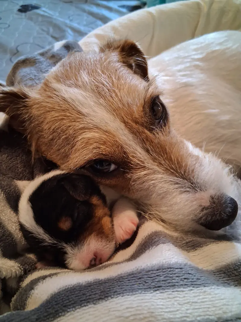 Archie – Parson Russell Terrier幼犬 – 图片 2
