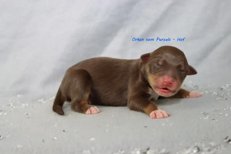 Orkan – Cucciolo di Australian Shepherd – Foto 2