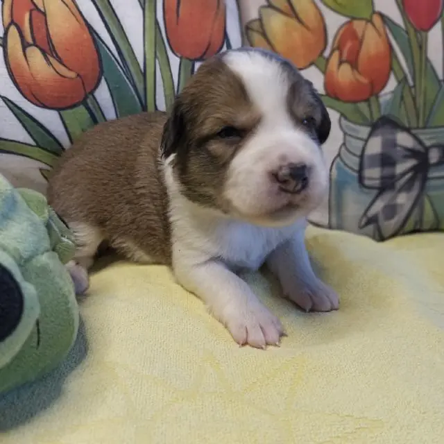 Dark Beluga of little swan flow – cucciolo di Border Collie – Foto 3