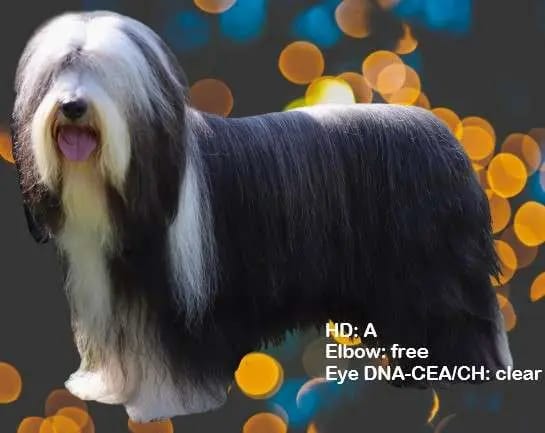 Deutscher Champion Jewels of Dogs Pepermint gallery image 2