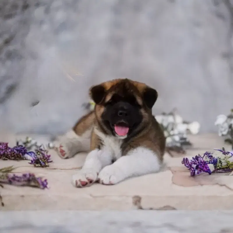 Asti gallery image 3