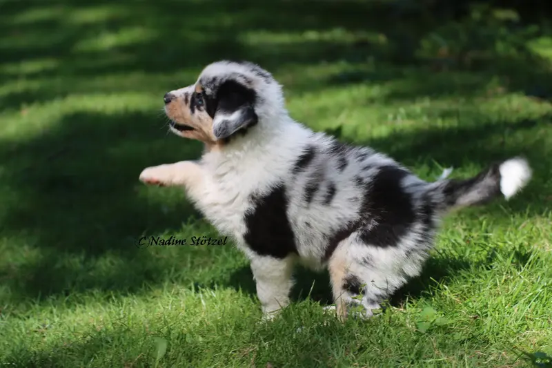 Australian Shepherds vom Purzels-Hof – Australian Shepherd – Foto 3