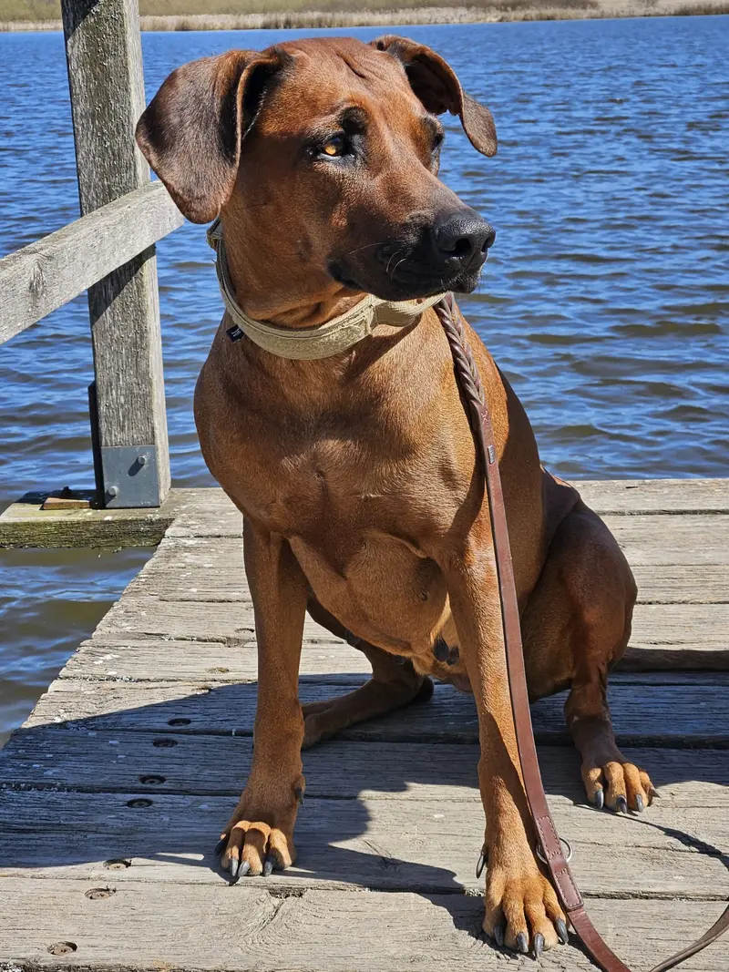 Callycoo – Rhodesian Ridgeback – Фото 2