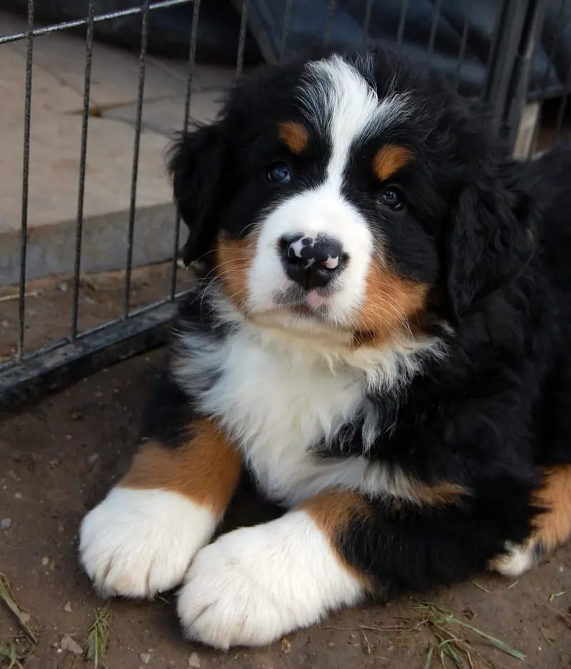 Berner von der Villa Arya gallery image 2