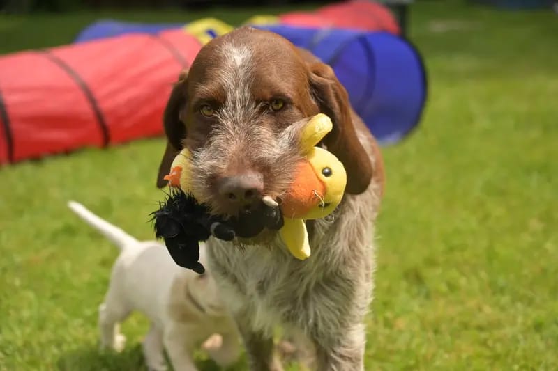 Spinone Italiano vom Bergheimer Hof gallery image 2
