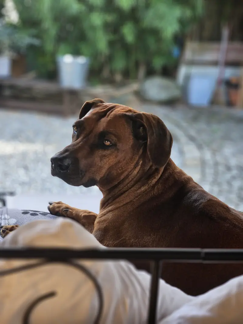 Ashura of Free Spirit – Rhodesian Ridgeback – Фото 2