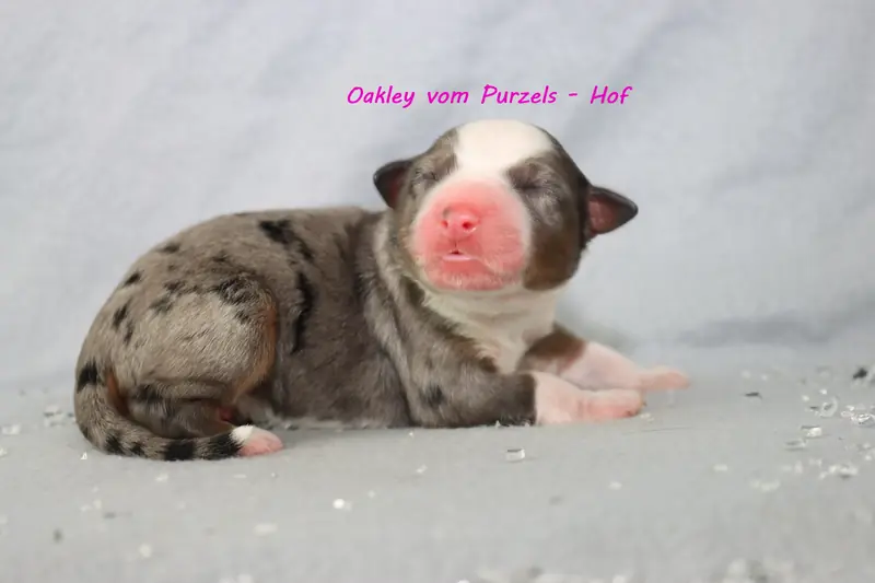 Oakley – Cucciolo di Australian Shepherd – Foto 2