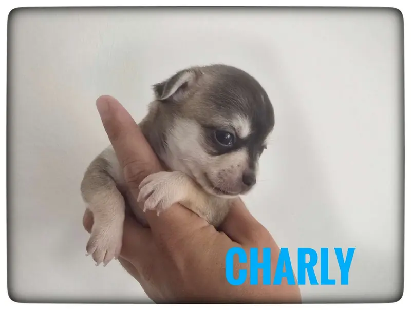 Charly – Chihuahua hvalp – Billede 4
