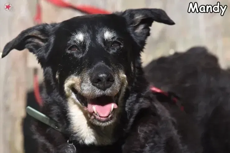 Mandy gallery image 4