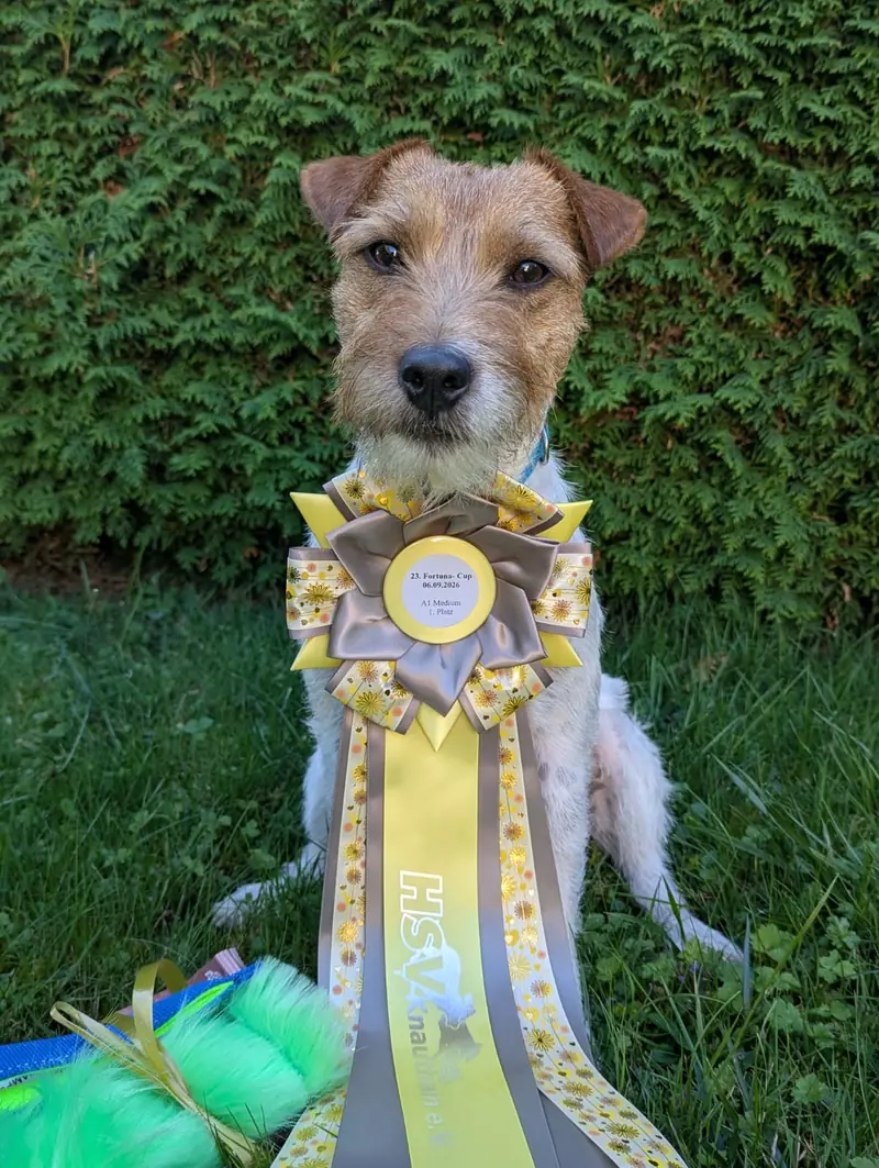Parson Fall Voice of Germany – Parson Russell Terrier – Photo 3