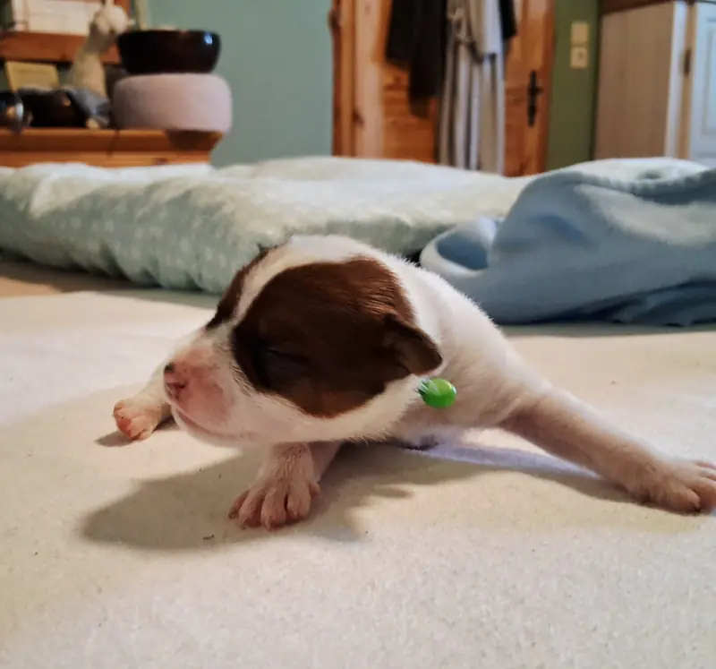 Apollo – Parson Russell Terrier幼犬 – 图片 2