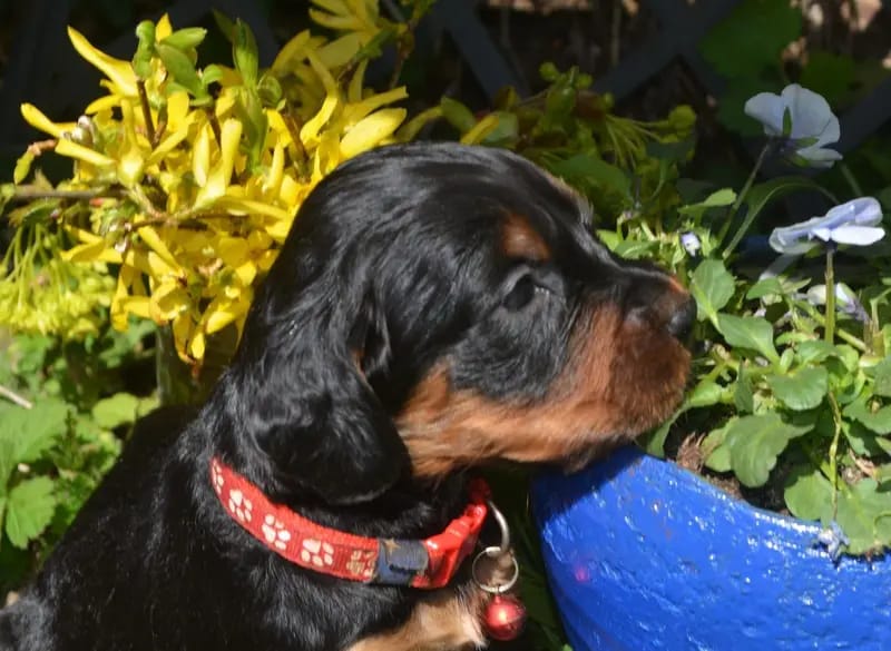 Gordon Setter Welpen gallery image 2