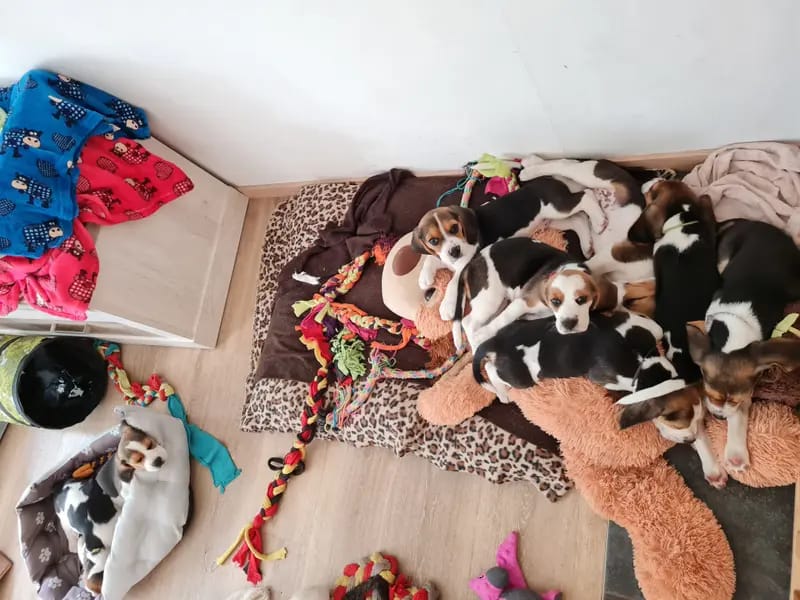 "Beagle vom Ostenfeld" gallery image 2